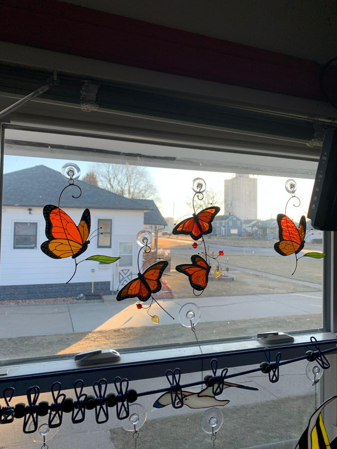 Customer photo review of Monarch Butterfly Top View