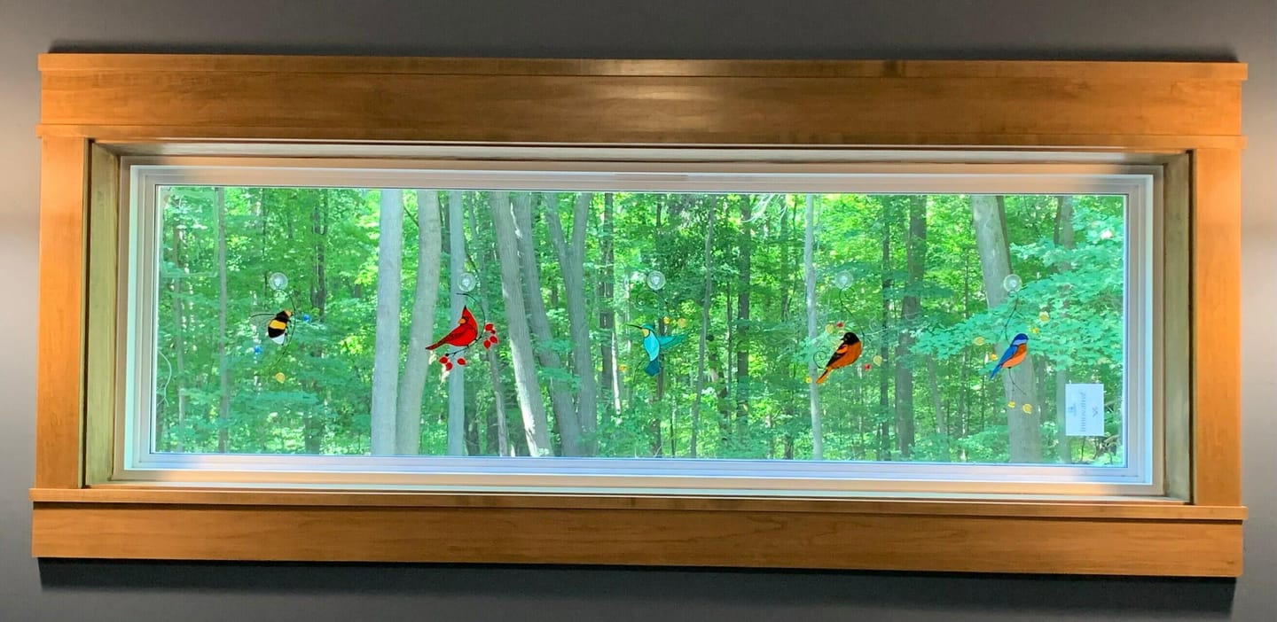 Customer photo review of Baltimore Oriole Bird