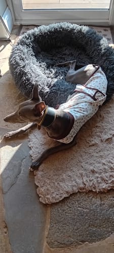 Customer photo review of Sighthound Surgery Recovery Suit / Coats