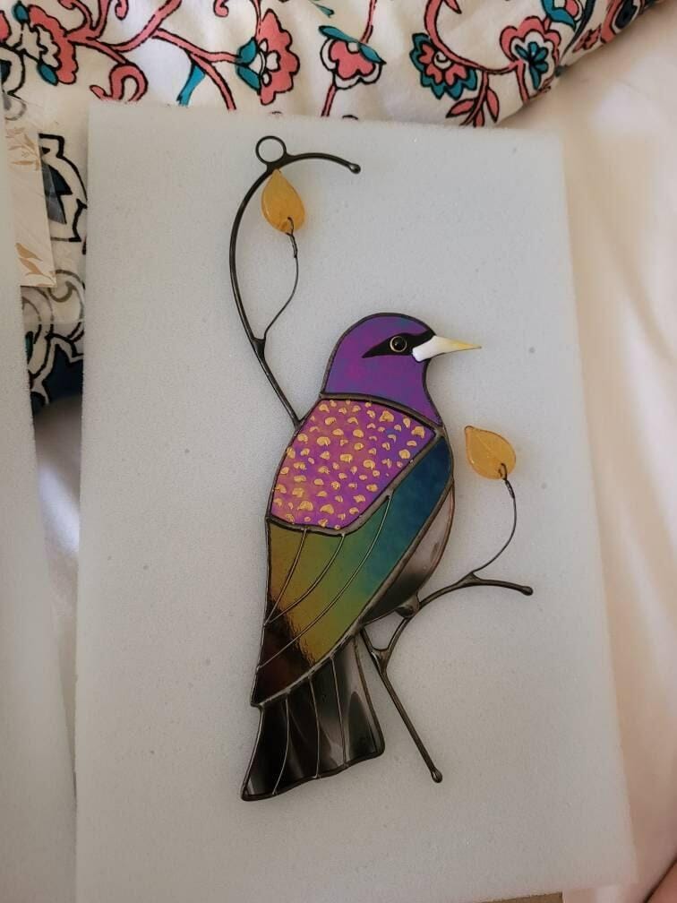 Customer photo review of European Starling Bird