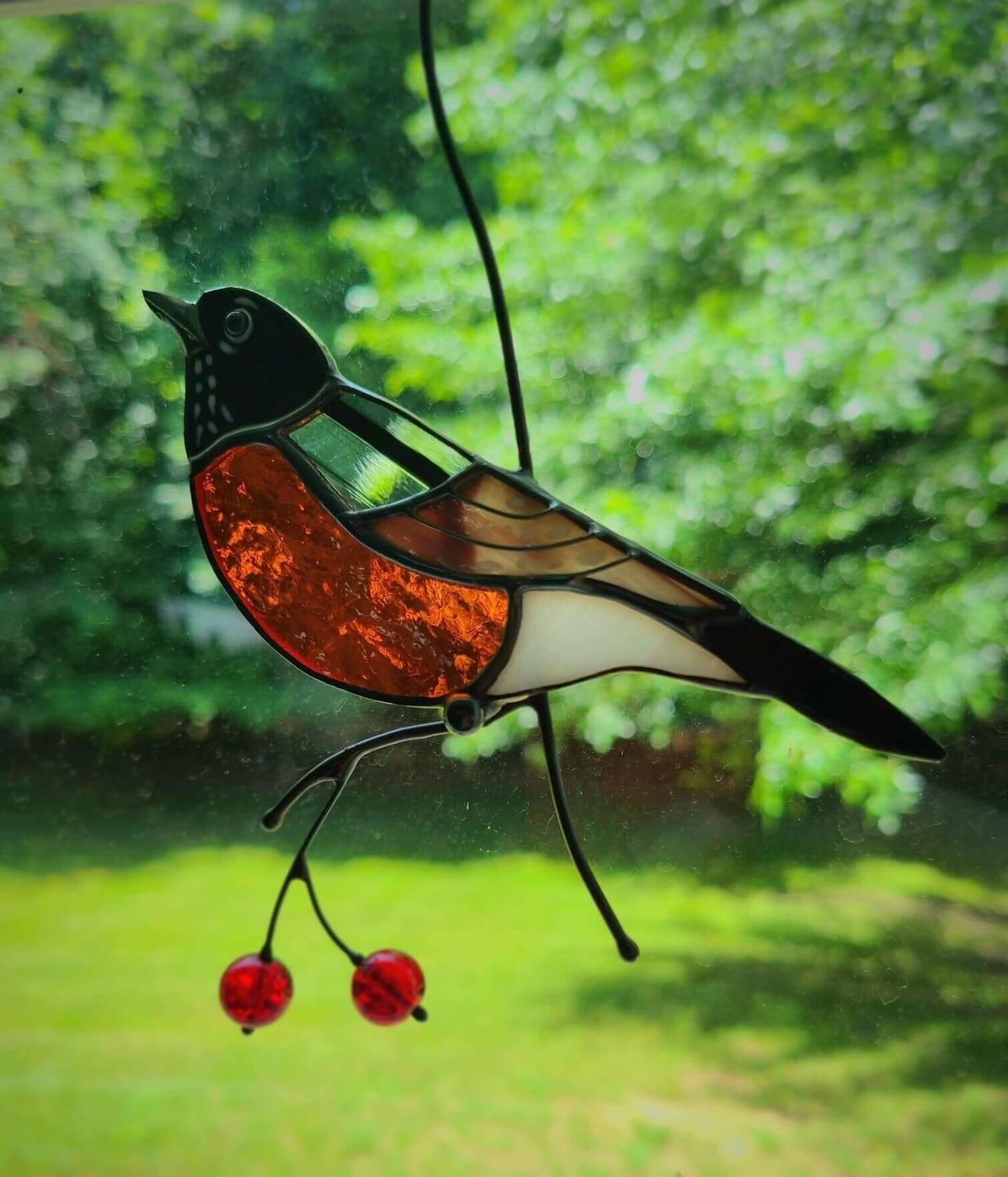 Customer photo review of American Robin Bird
