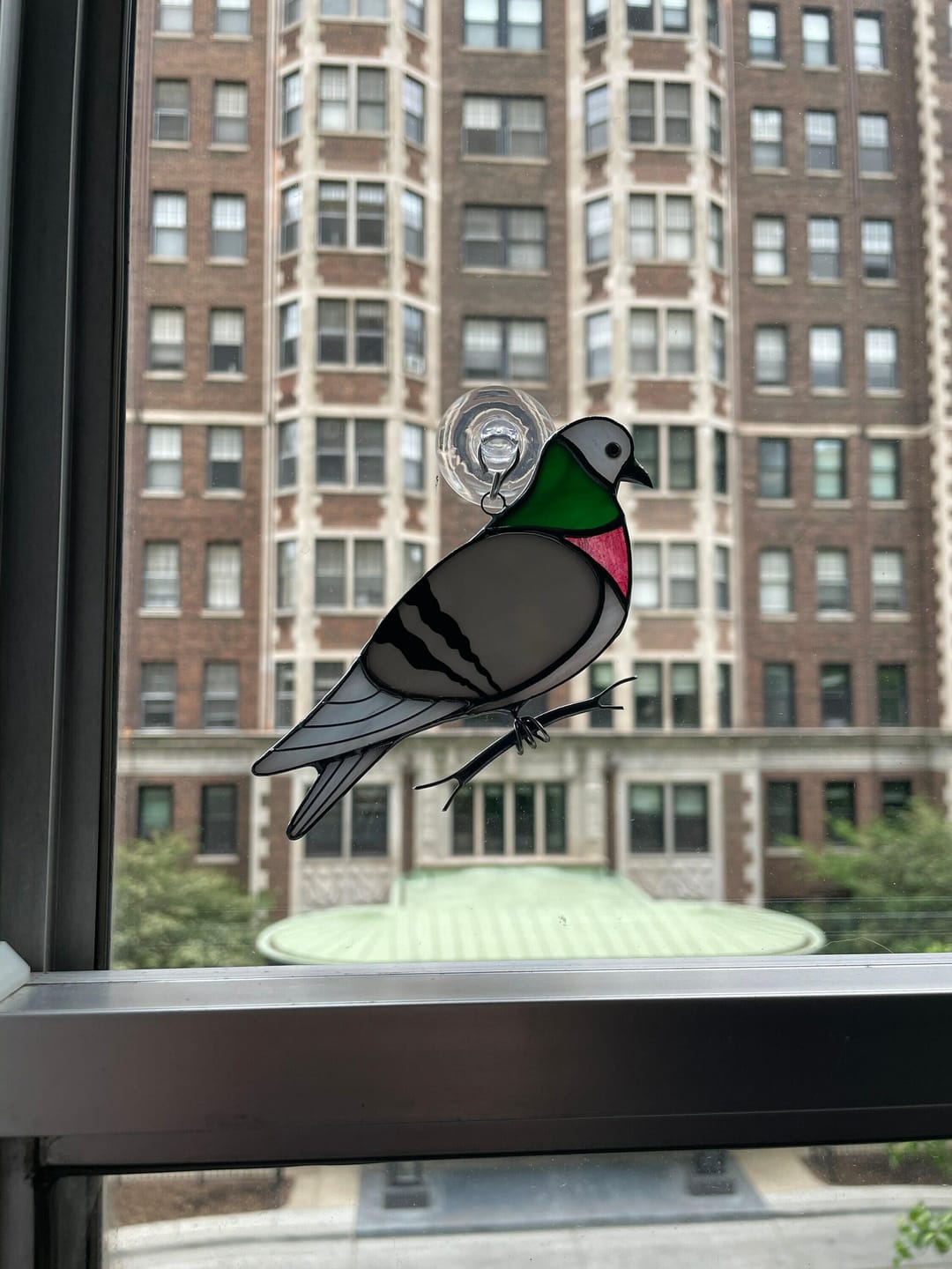 Customer photo review of Pigeon
