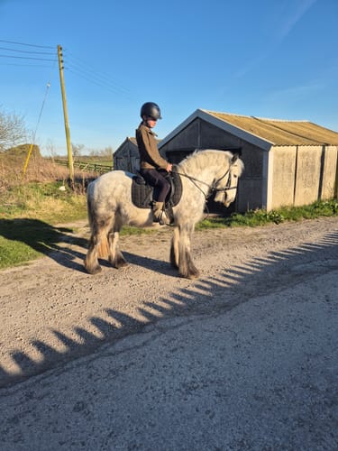 Customer photo review of Windsor Plain Hunter Bridle