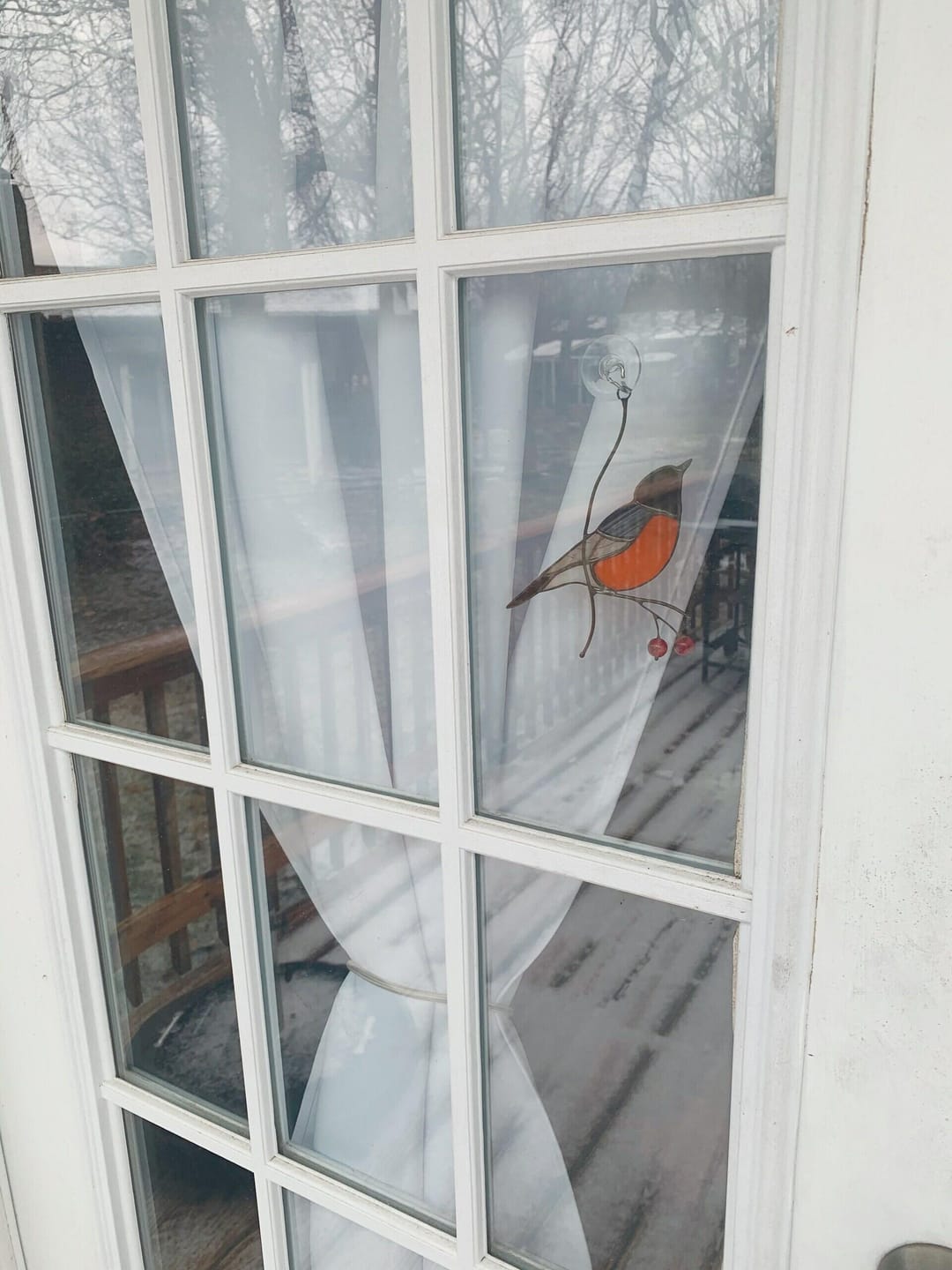 Customer photo review of American Robin Bird