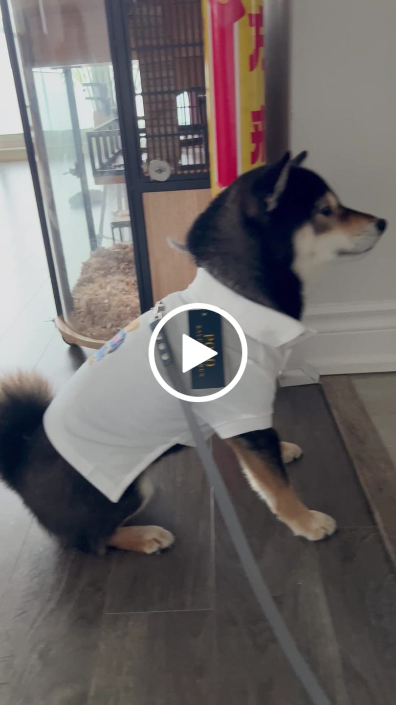 Customer video review of Polo Ralph Lauren Dogs-Polo Bear Shirt