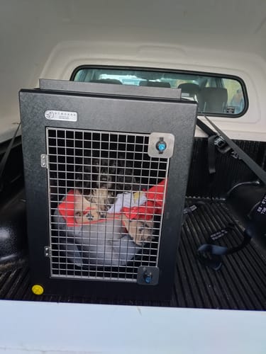 Customer photo review of FORD RANGER | 2006-PRESENT | DOG PICKUP CRATES
