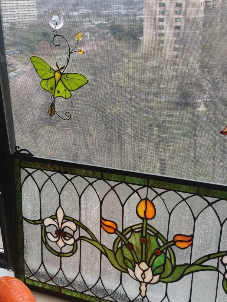 Customer photo review of Luna Moth Butterfly