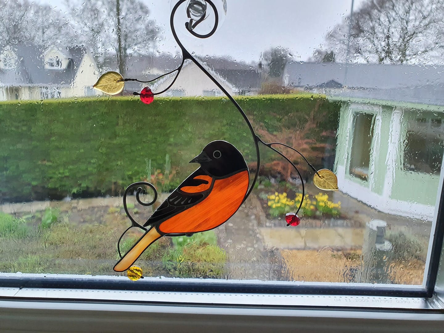 Customer photo review of Baltimore Oriole Bird