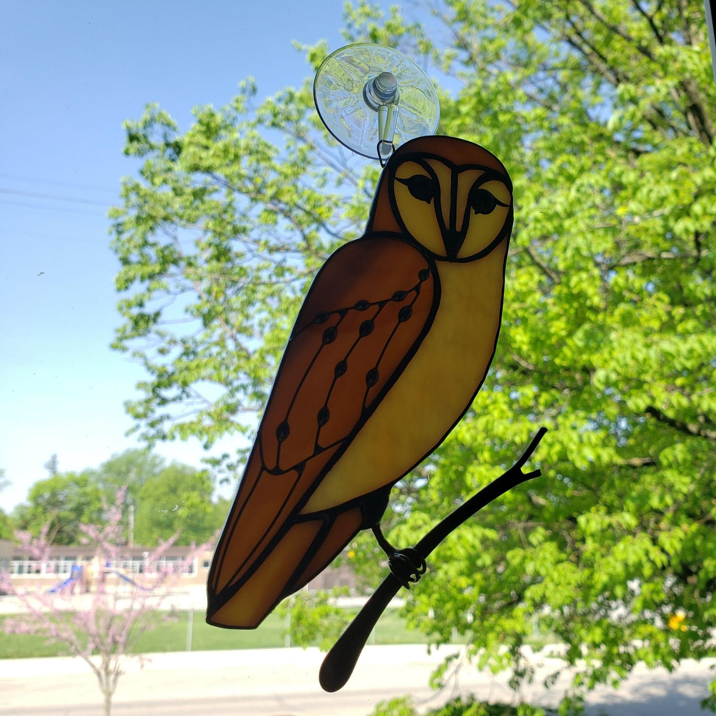 Customer photo review of Barred Owl