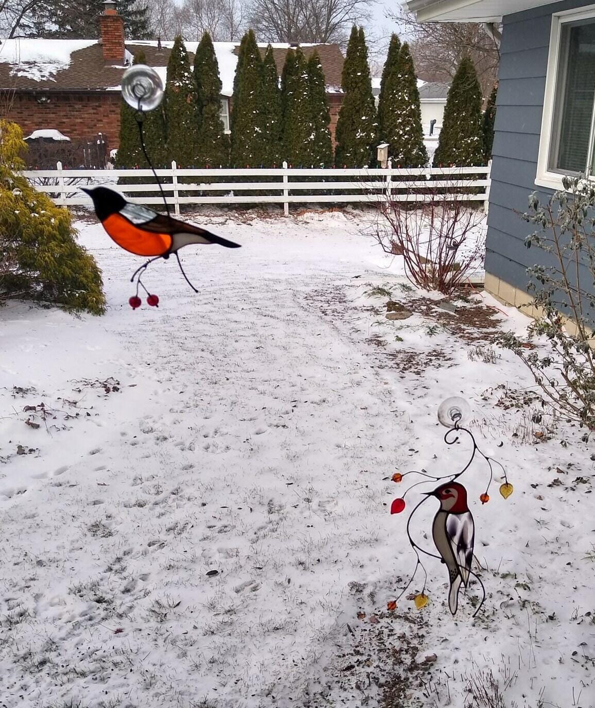 Customer photo review of American Robin Bird