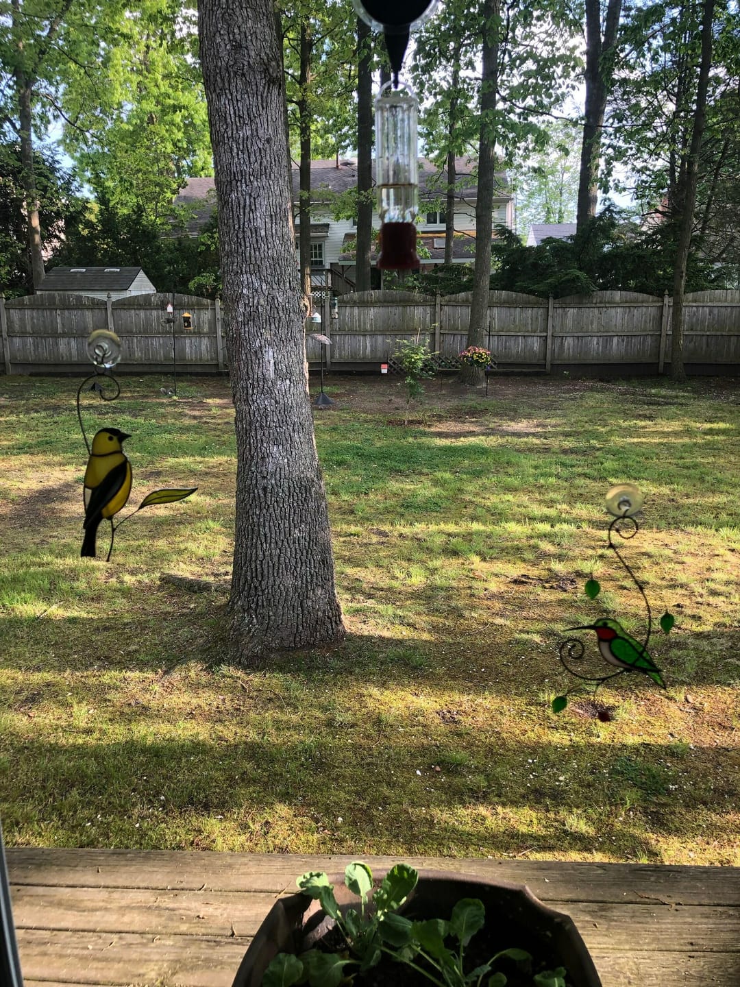 Customer photo review of Goldfinch Bird