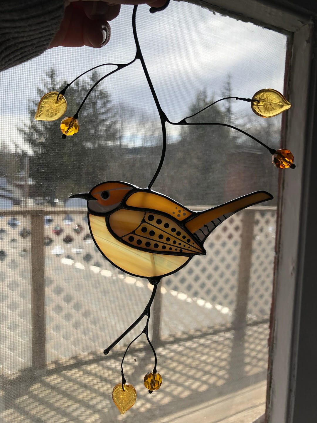 Customer photo review of Carolina Wren