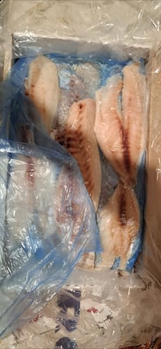 Customer photo review of 5KG Snapper Fillets (Skinned and Boned) Frozen