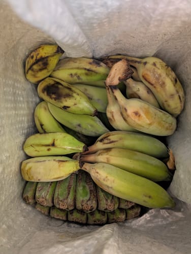 Customer photo review of Banana Sampler