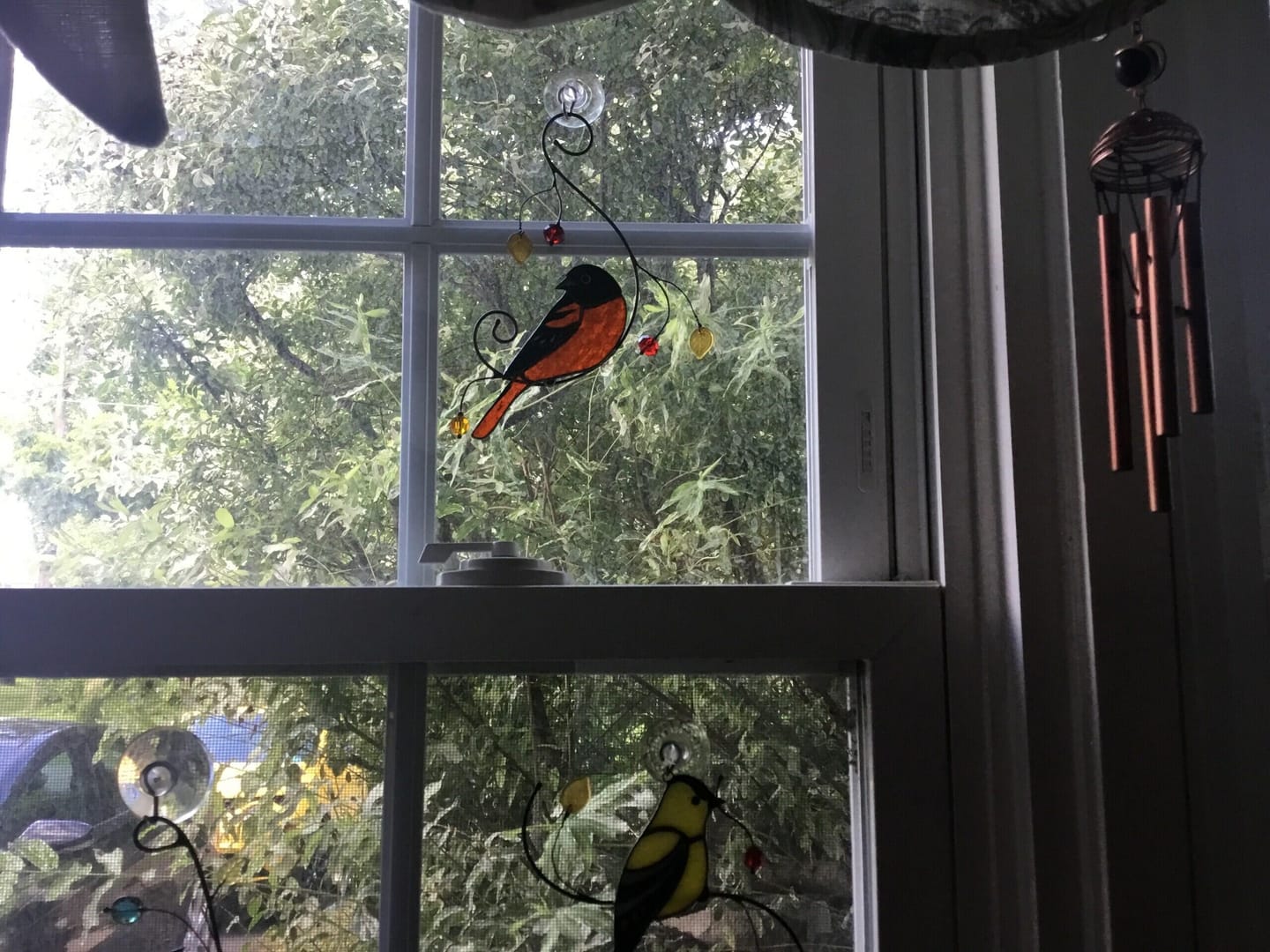 Customer photo review of Baltimore Oriole Bird