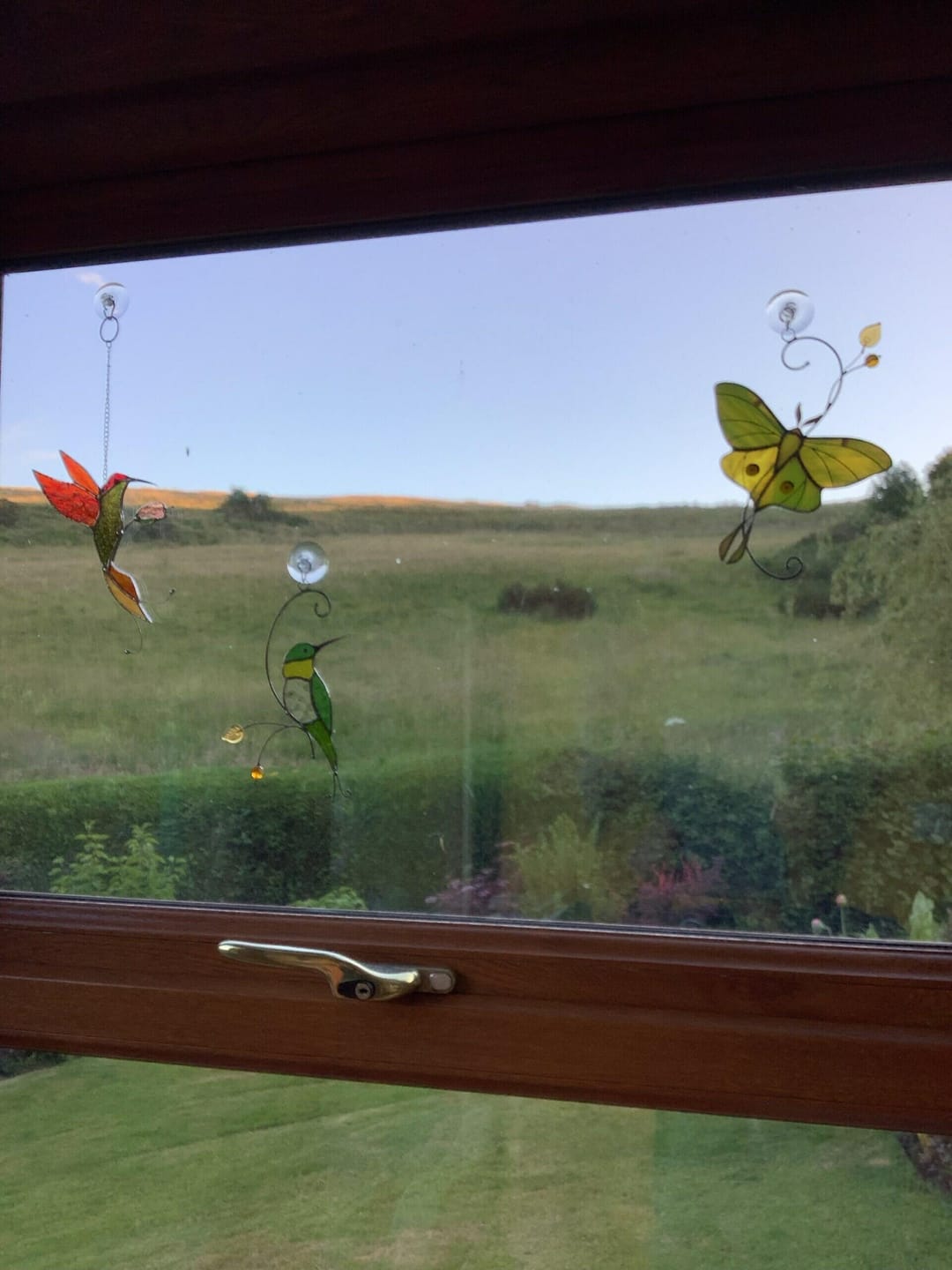 Customer photo review of Luna Moth Butterfly