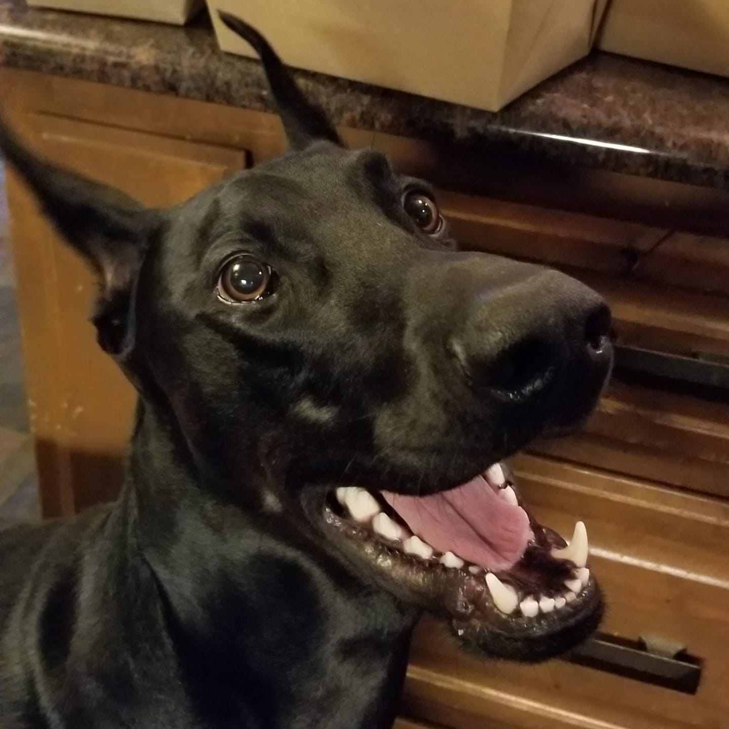 Customer photo review of Chicken Feet for Dogs