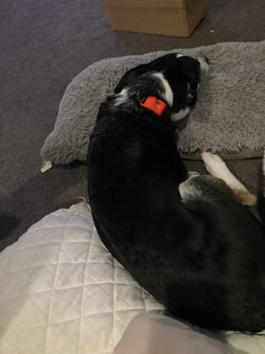 Customer photo review of FurLife™ 12 Months Flea and Tick Free
