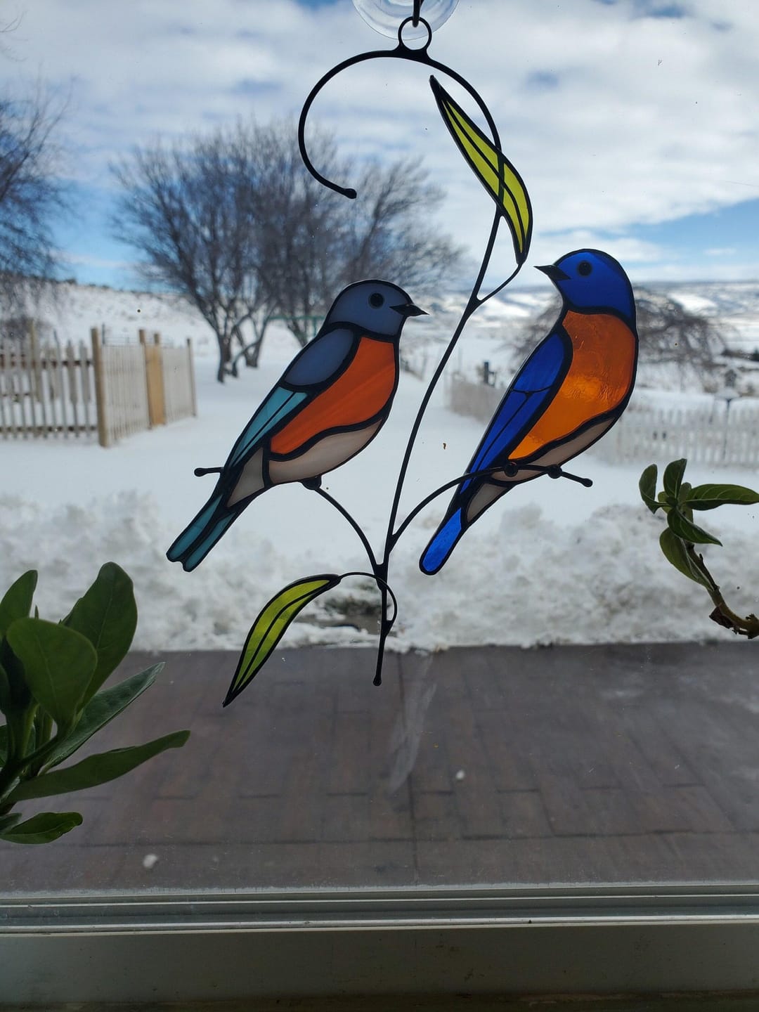 Customer photo review of Couple of Bluebirds