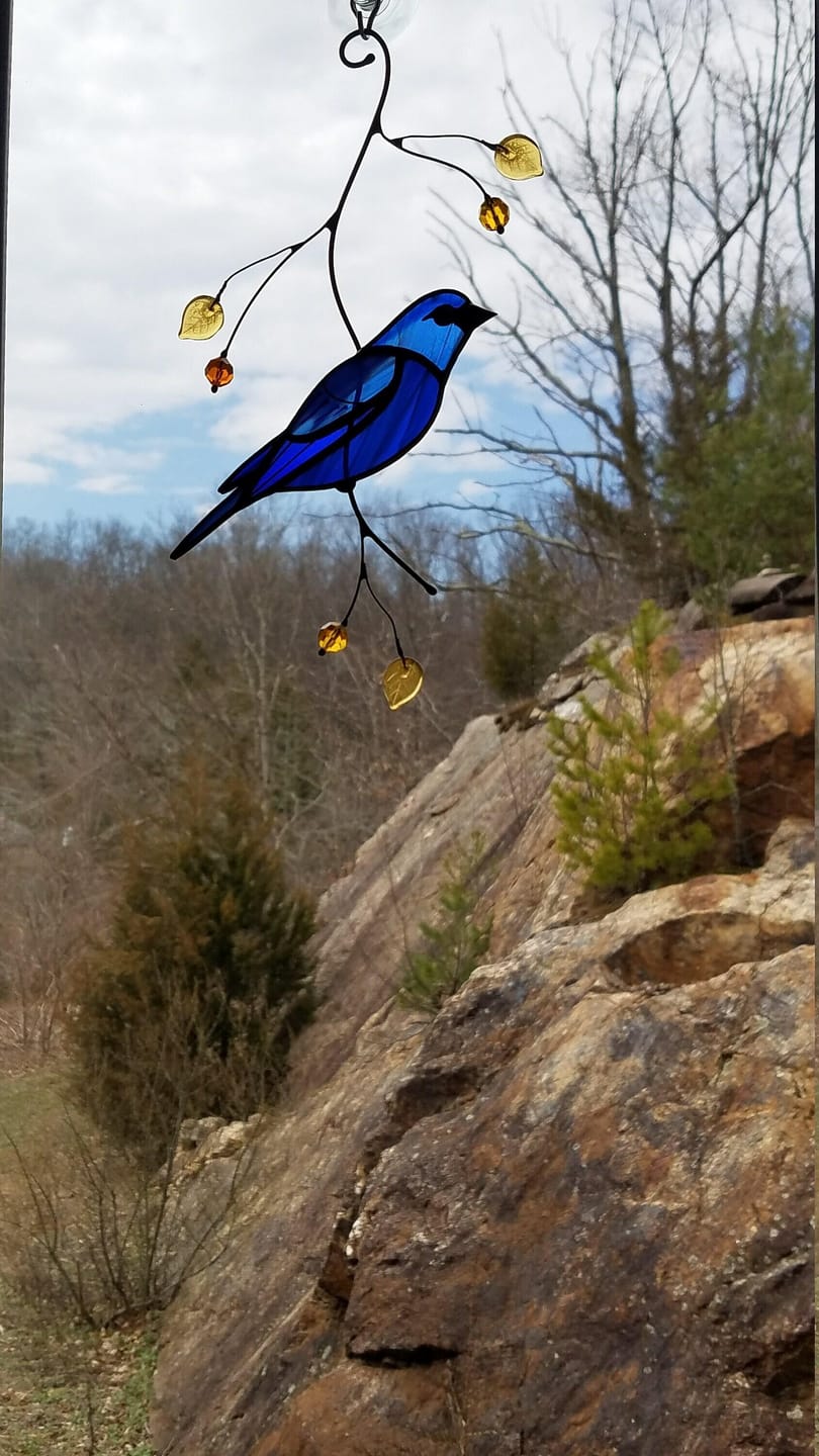 Customer photo review of Indigo Bunting Bird