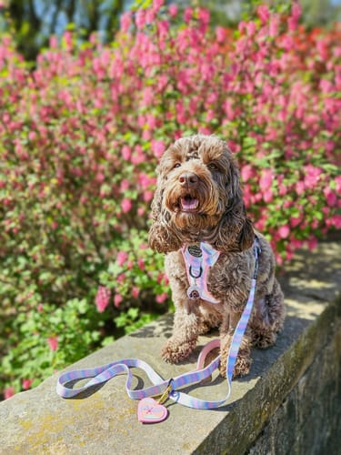 Customer photo review of Tough Trails™ Harness - PPB Pastel Swirl