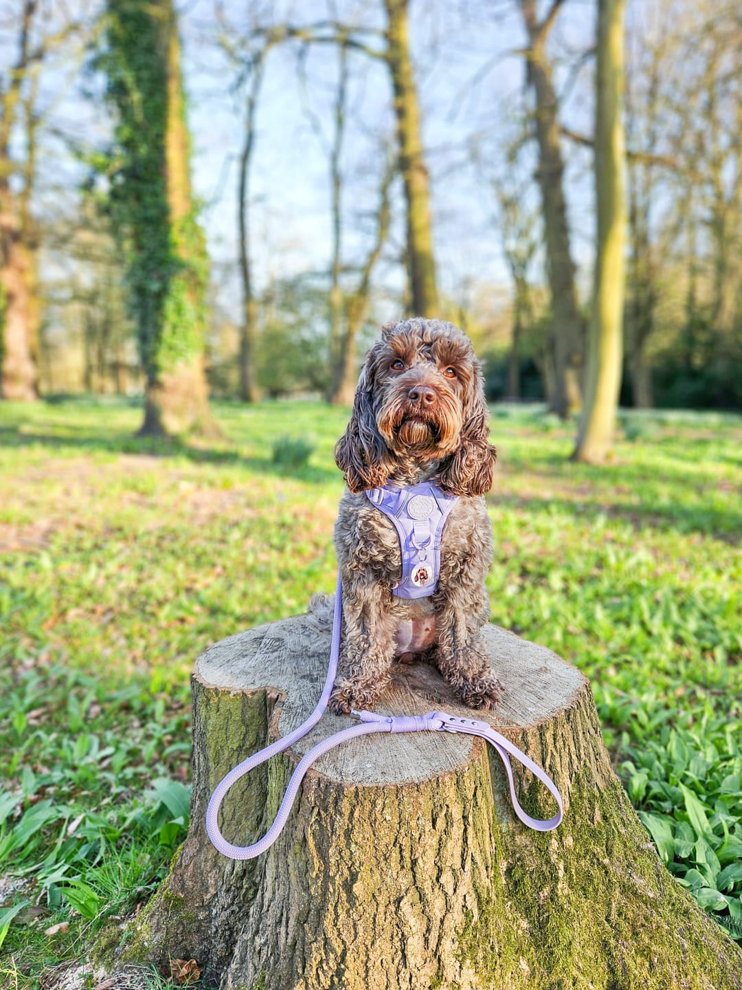Customer photo review of Tough Trails™ Harness - Walkies Ready® Lavender Lilac