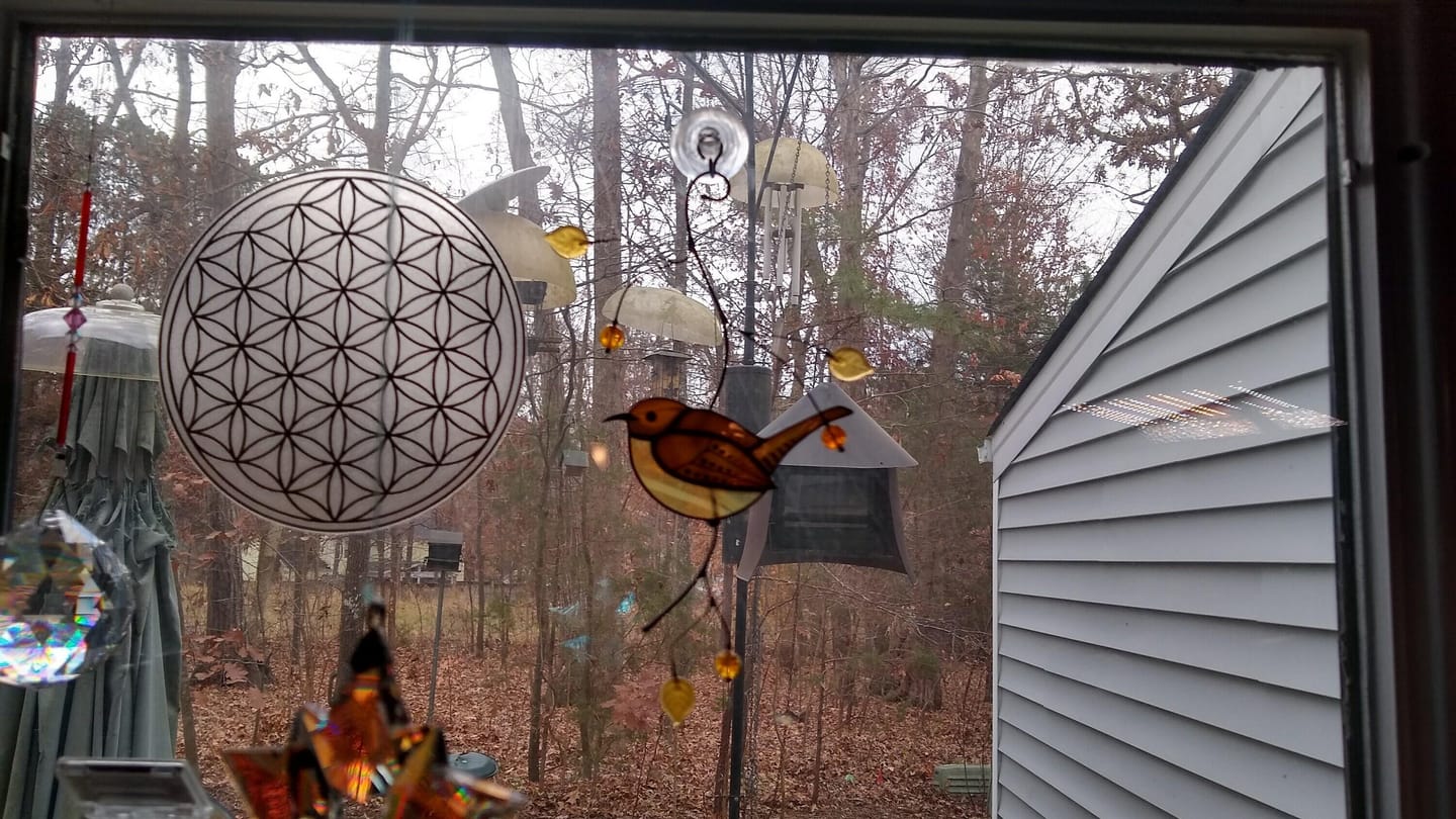 Customer photo review of Carolina Wren