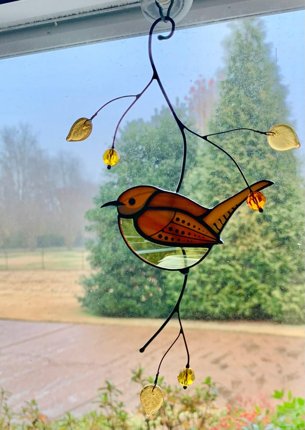 Customer photo review of Carolina Wren