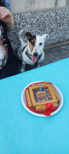 Customer photo review of BiscoBau Fotogenica Torta Per Cani con Fotografia e Messaggio (senza decorazioni di glassa o pasta di zucchero)