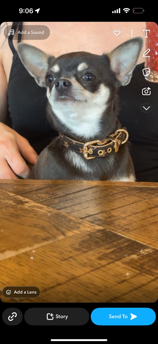 Customer photo review of Premium Vintage Leather Dog Collar