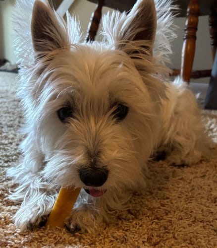 Customer photo review of Turmeric Yak Chews