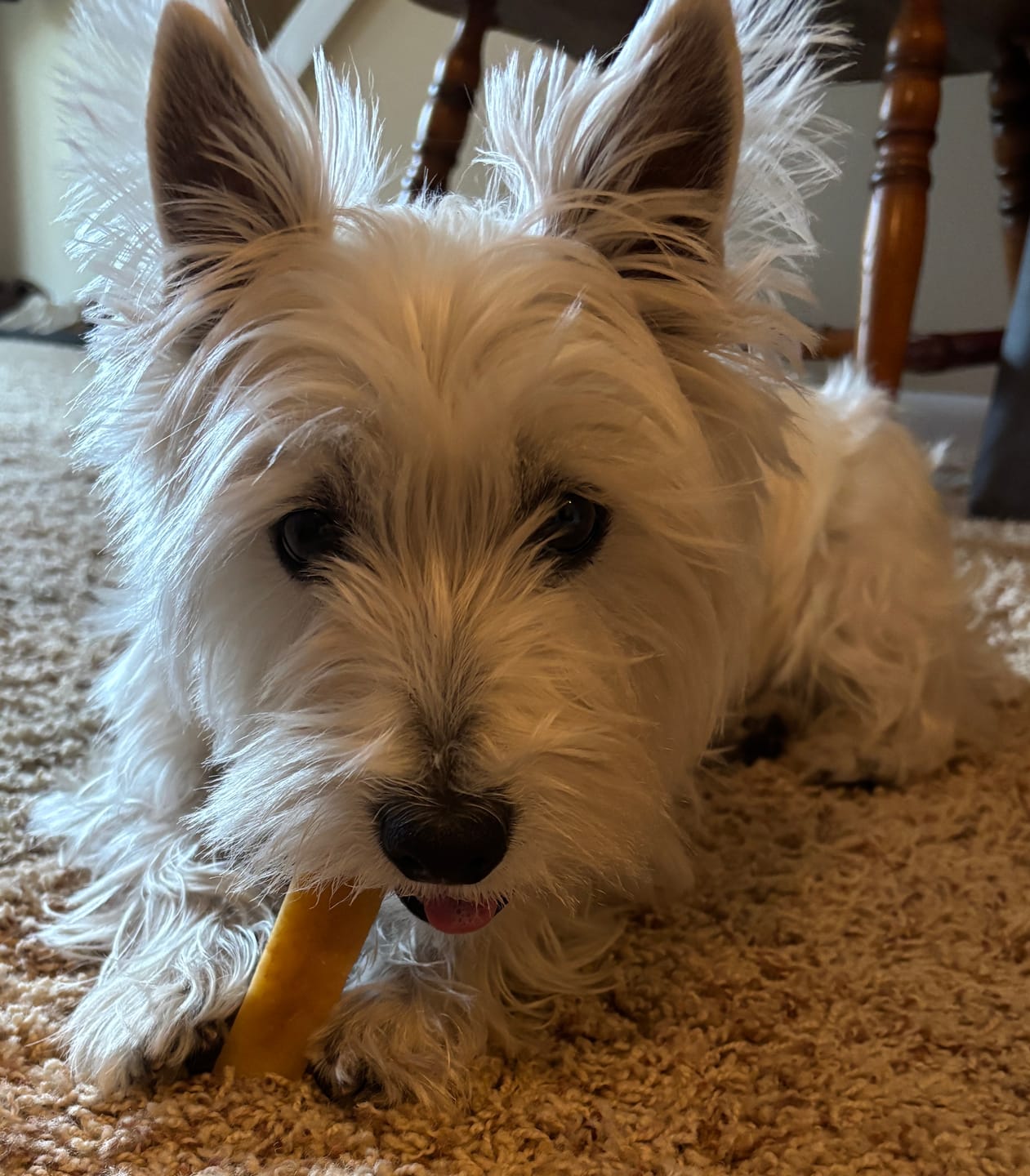 Customer photo review of Turmeric Yak Chews