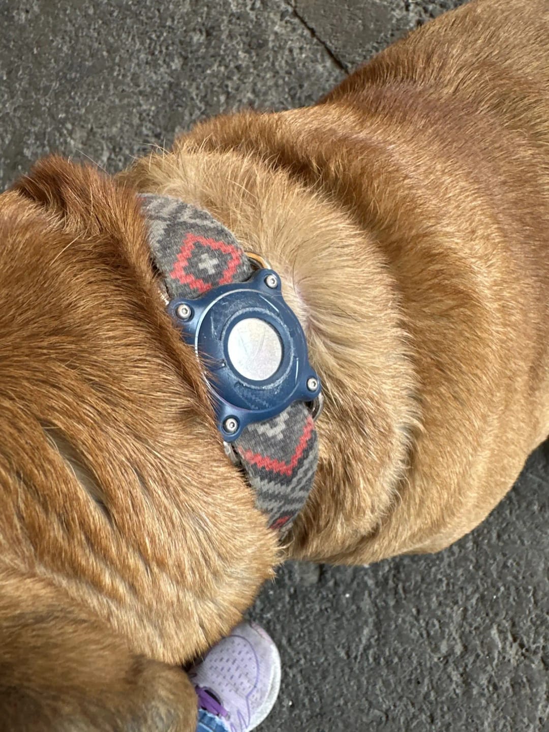 Customer photo review of Airtag Holder for Dog Collar Waterproof Case for Apple Airtag