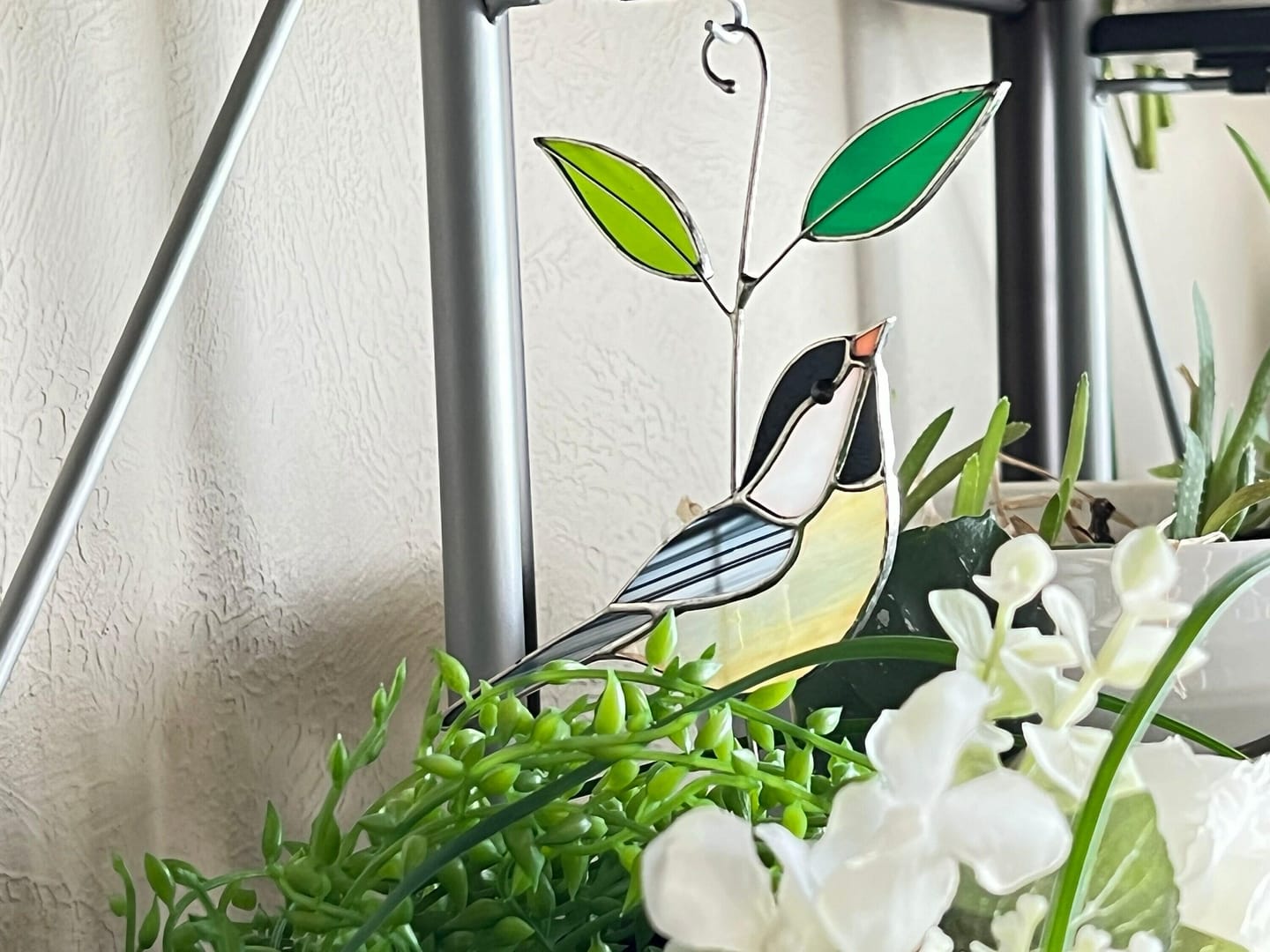 Customer photo review of Black-capped Chickadee