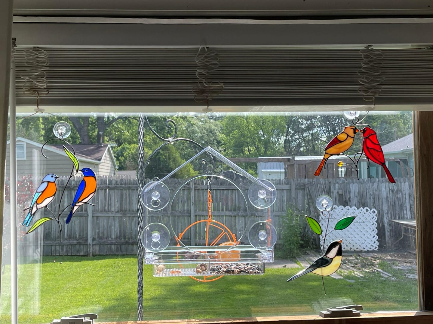 Customer photo review of Couple of Bluebirds