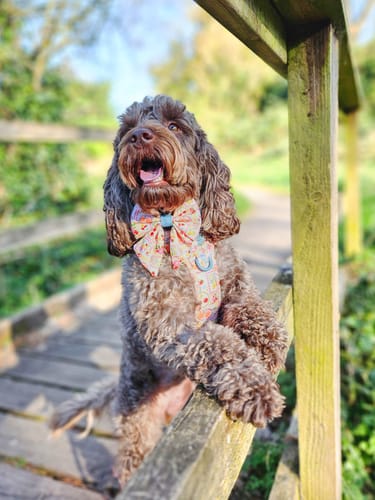 Customer photo review of Tough Trails™ Harness -  Summer Vacay