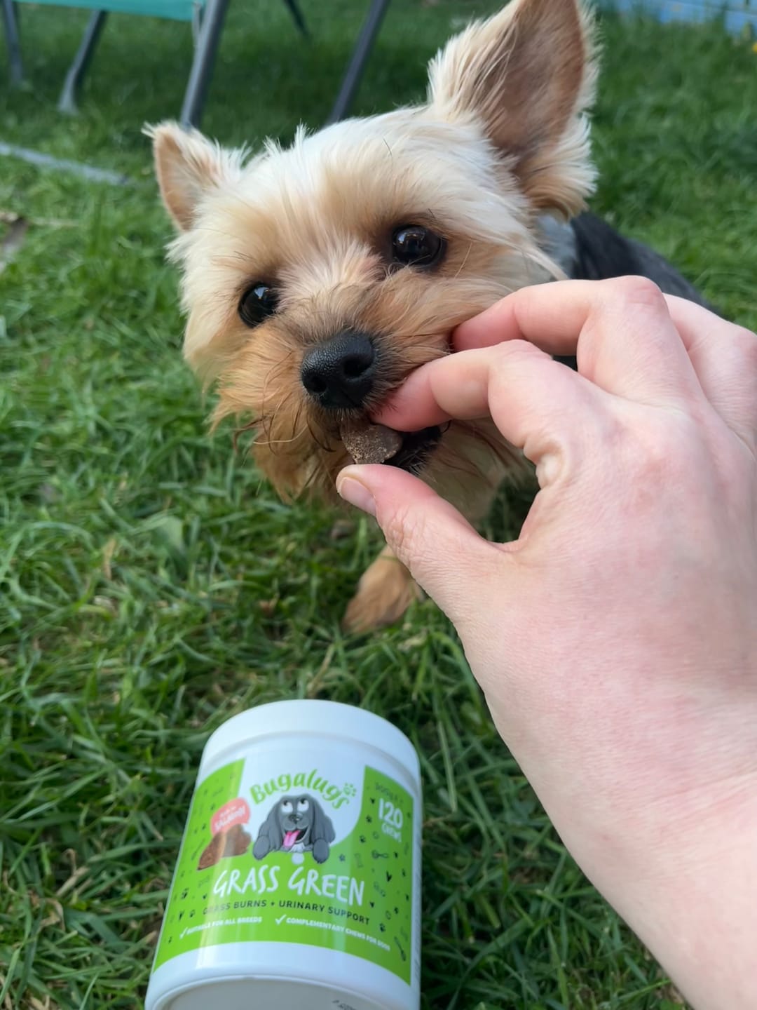 Customer photo review of Grass Green Supplement Chews for Dogs