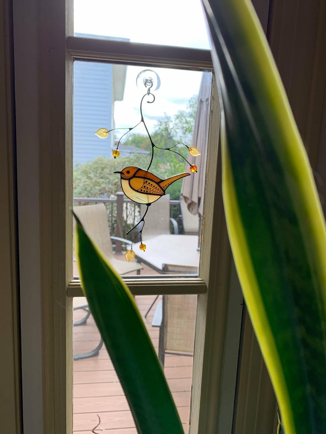 Customer photo review of Carolina Wren