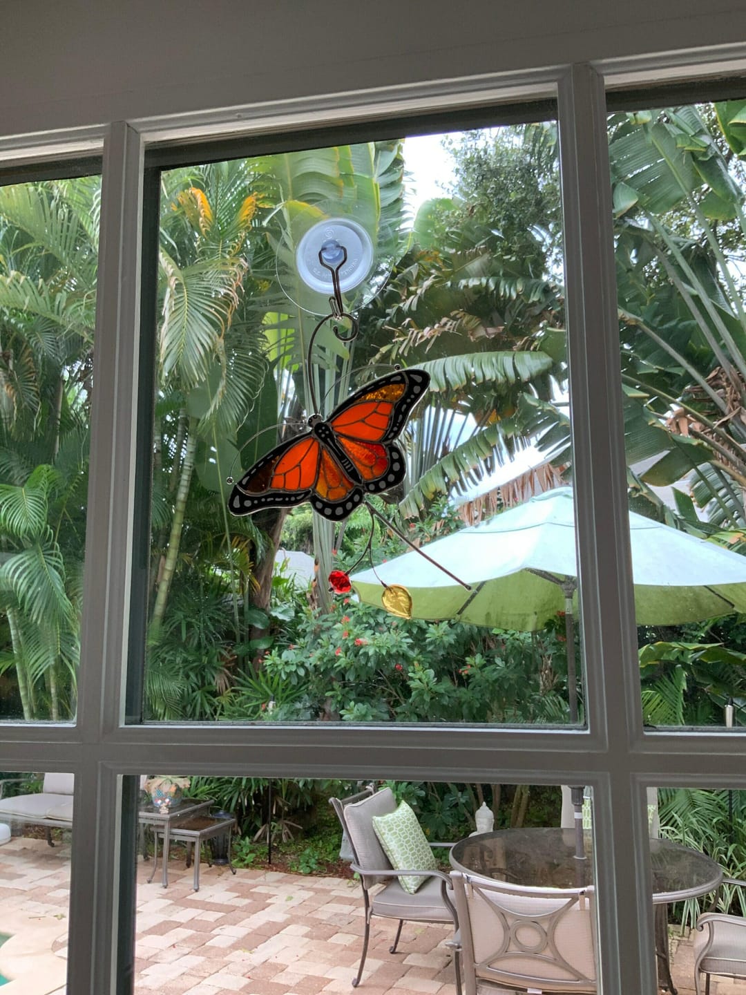 Customer photo review of Monarch Butterfly Top View