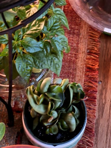 Customer photo review of Hoya carnosa 'Compacta' "Hindu Rope"
