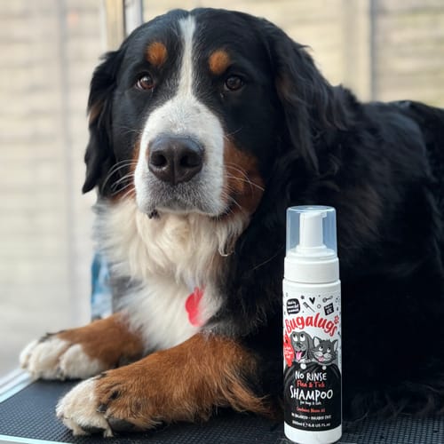 Customer photo review of Flea & Tick No Rinse Shampoo for Dogs & Cats