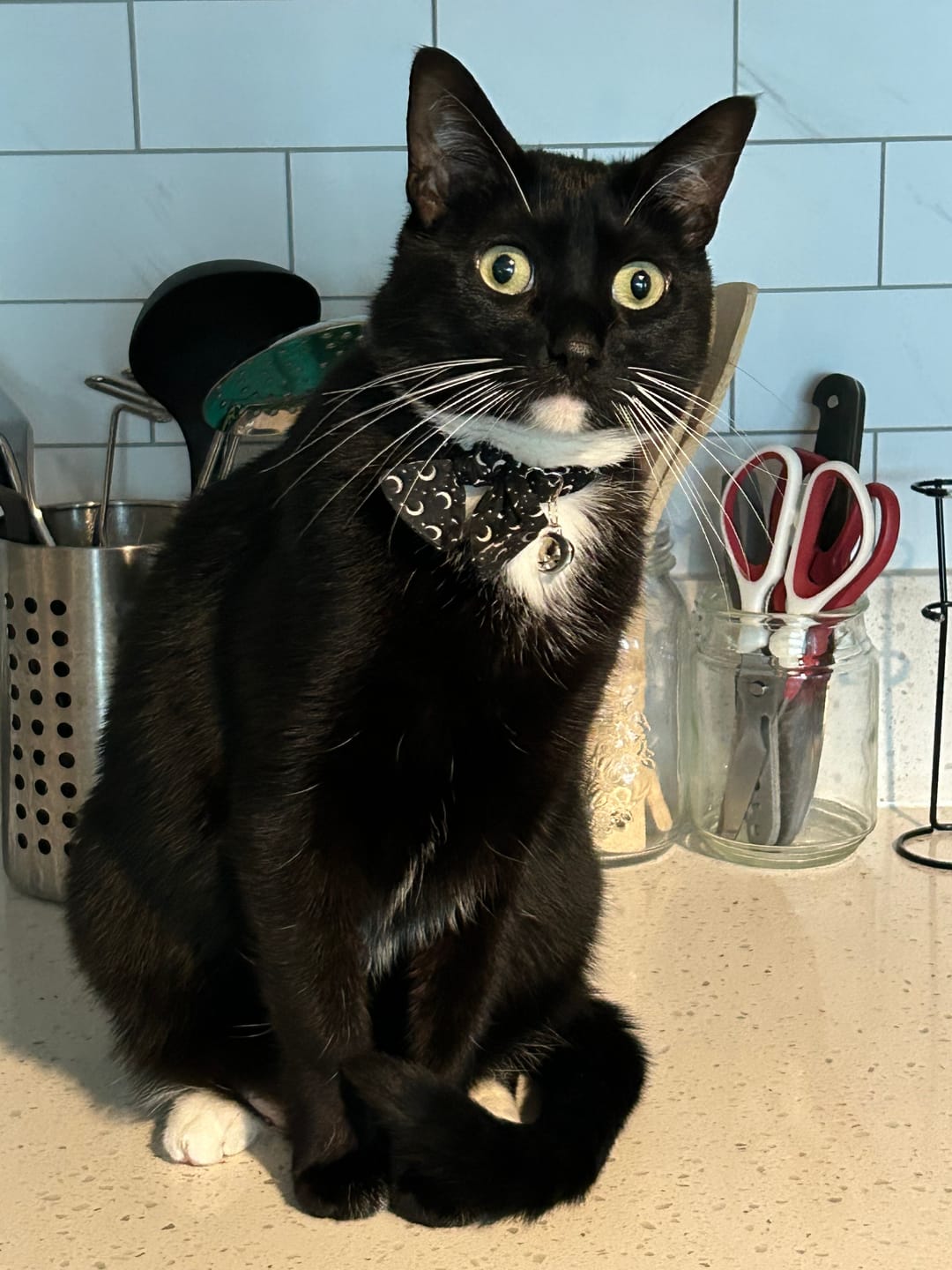 Customer photo review of Black Moon Cat Collar with Charm