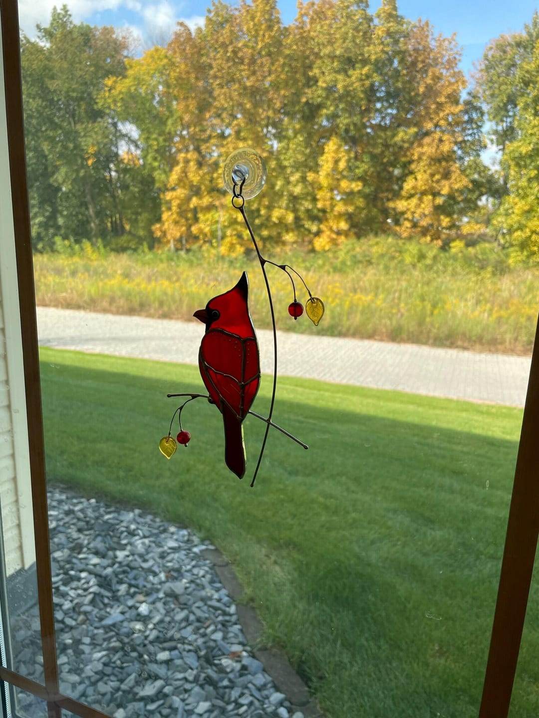 Customer photo review of Golden Cardinal
