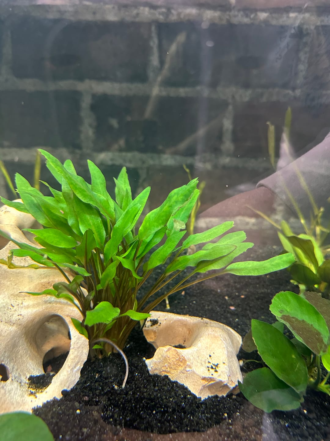 Customer photo review of Cryptocoryne Lutea