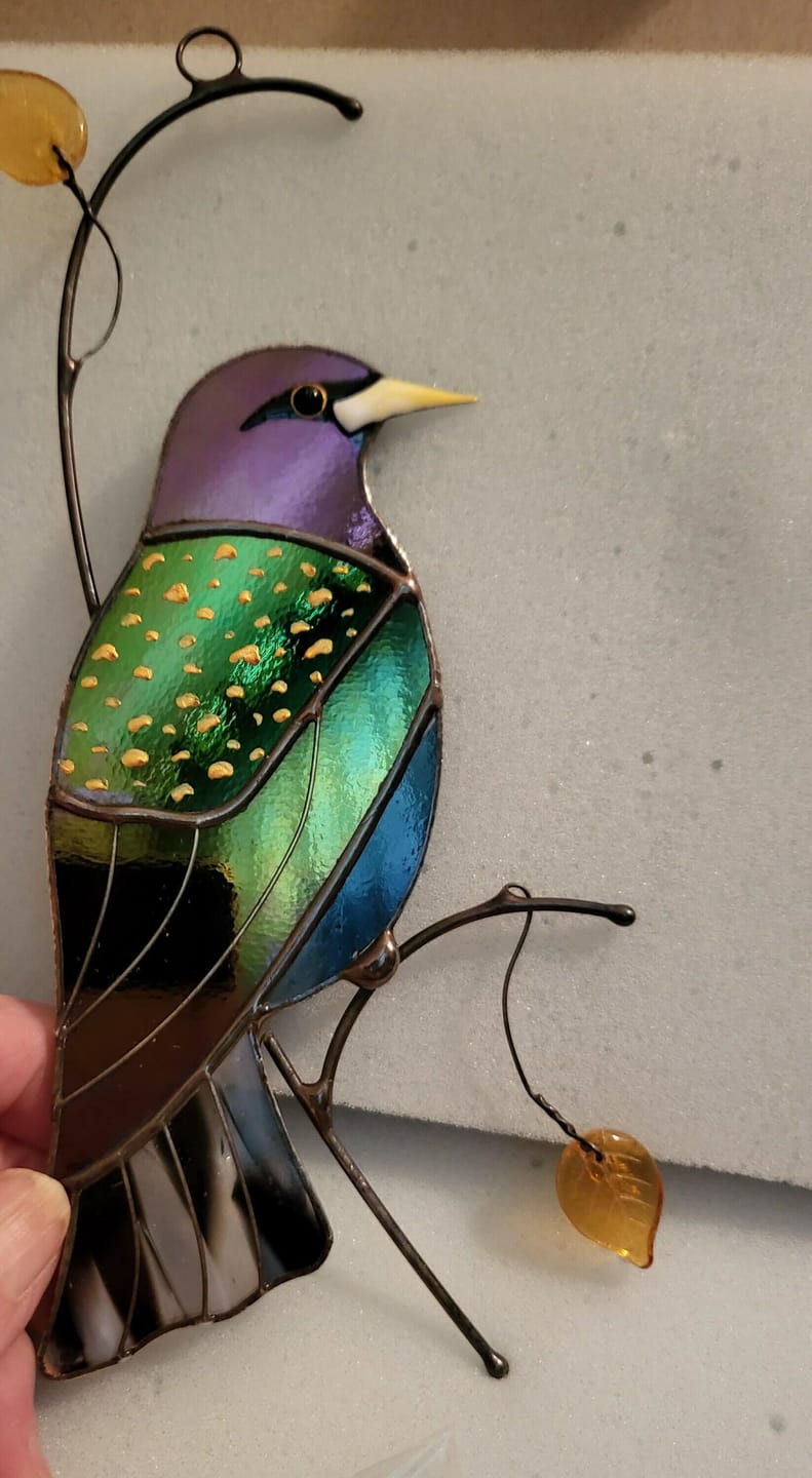 Customer photo review of European Starling Bird