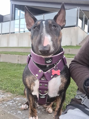 Customer photo review of Martingale Plum - Brett fodrat halsband halvstryp