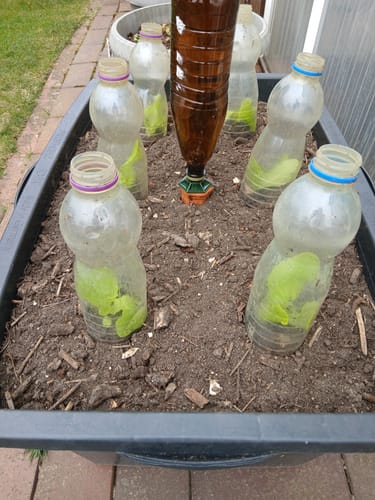 Customer photo review of Pet Flaschen Adapter für das Tonkegel Bewässerungssystem "Hydro Wine" 4 Stück