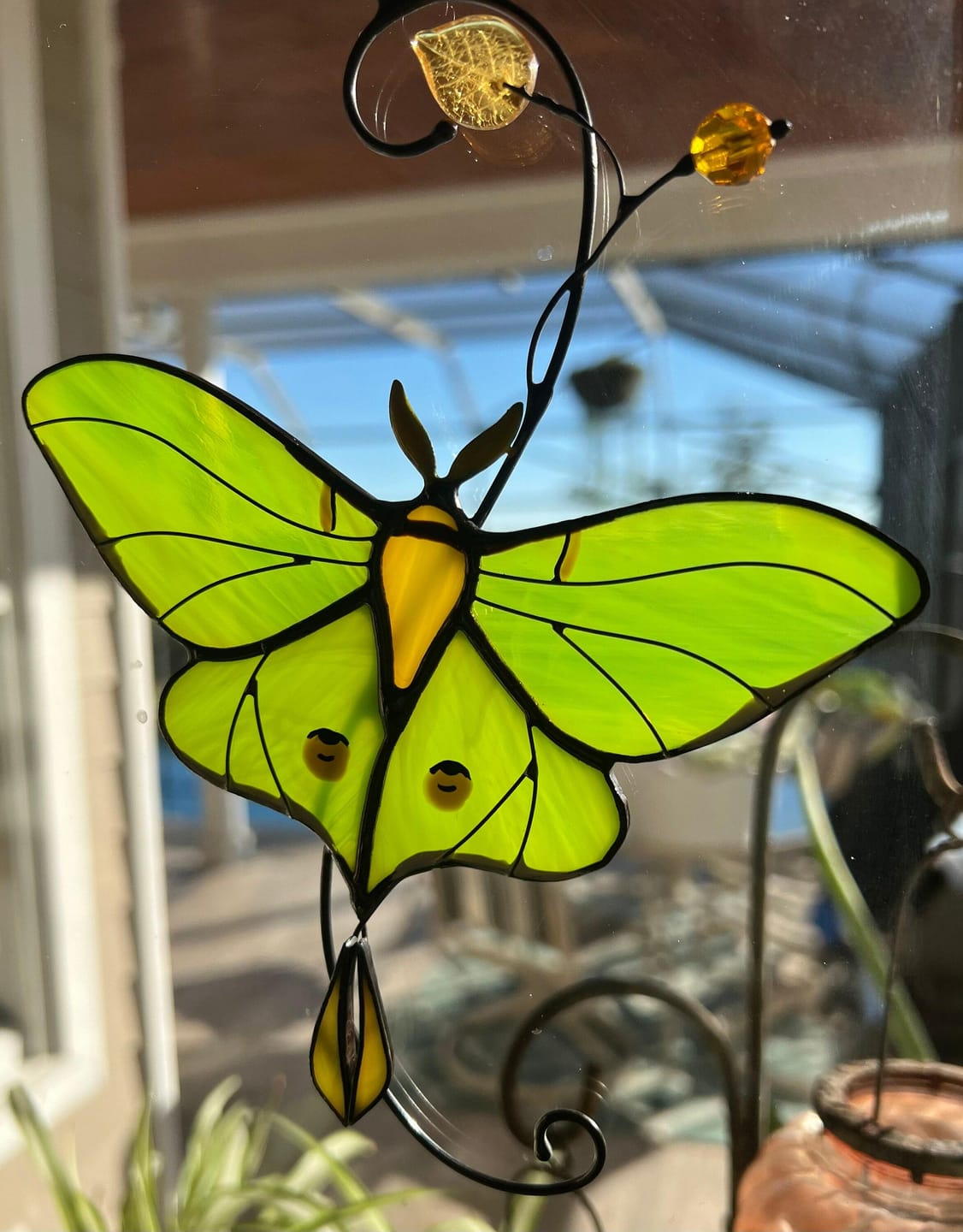 Customer photo review of Luna Moth Butterfly