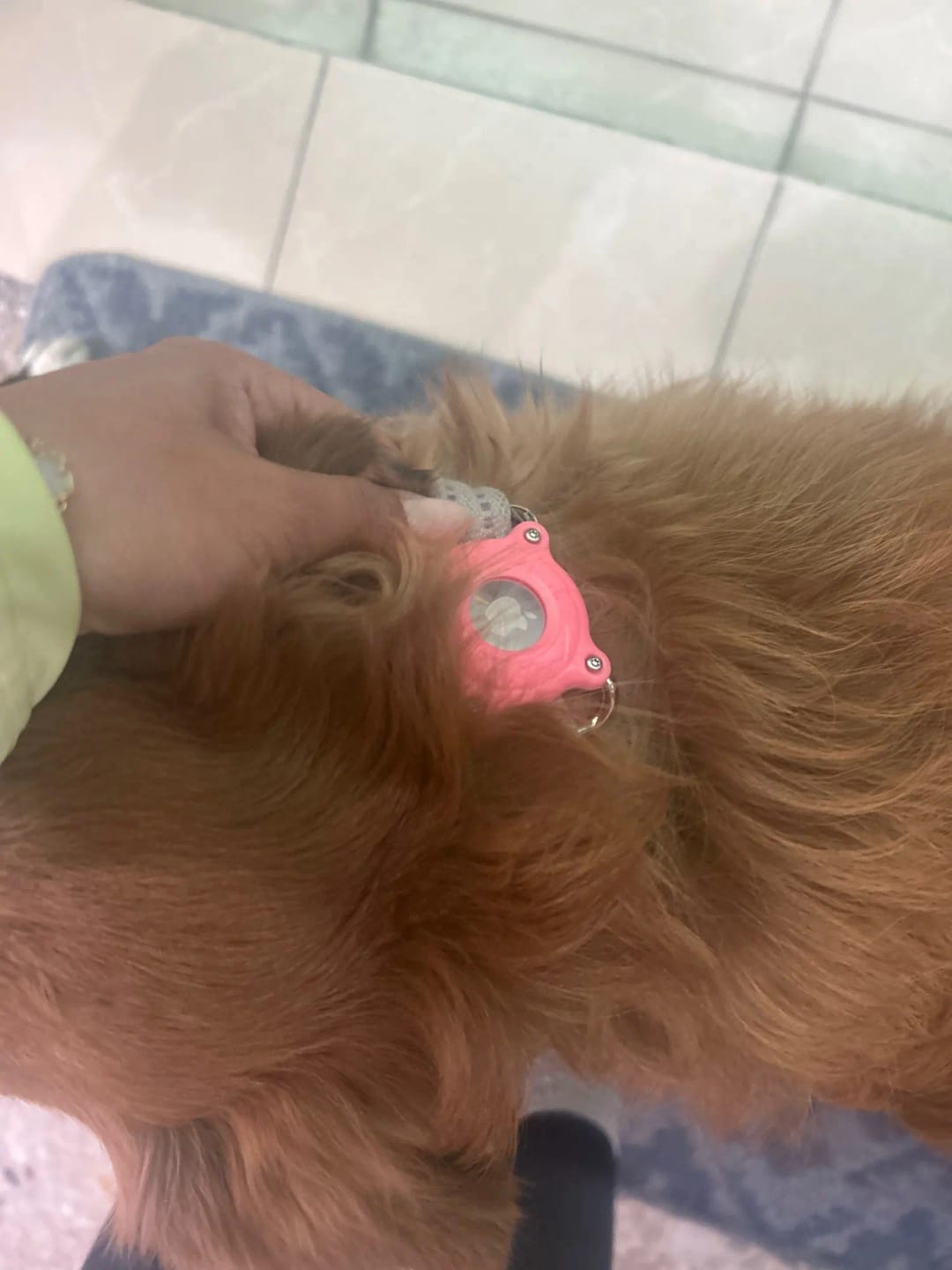 Customer photo review of Airtag Holder for Dog Collar Waterproof Case for Apple Airtag