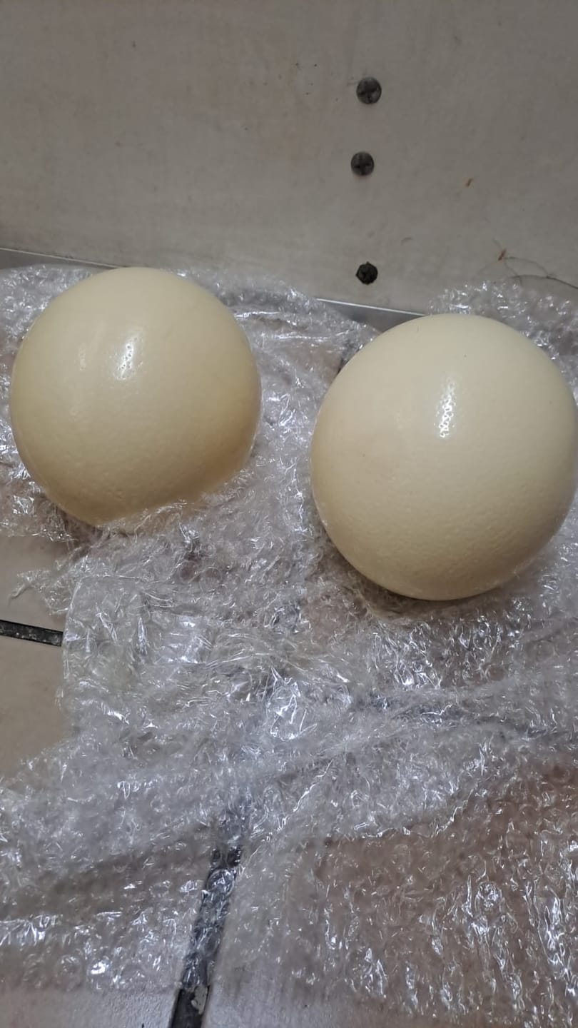 Customer photo review of Fresh Ostrich Egg